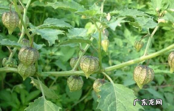 灯笼草的功效与作用 灯笼草泡水喝的功效