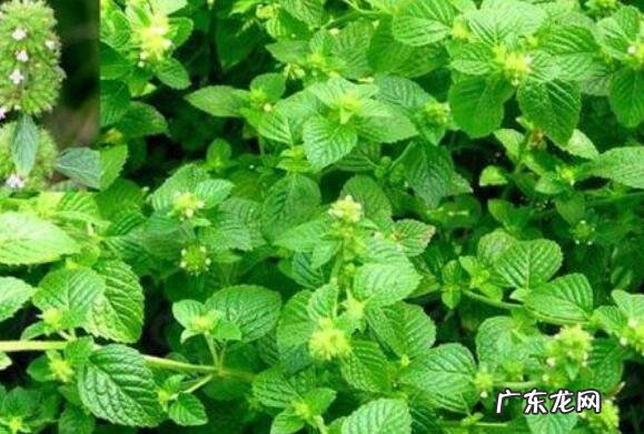 灯笼草的功效与作用 灯笼草泡水喝的功效