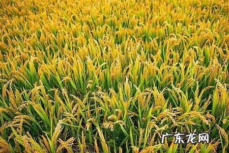 芒种又留传了哪些习俗呢 芒种是什么意思