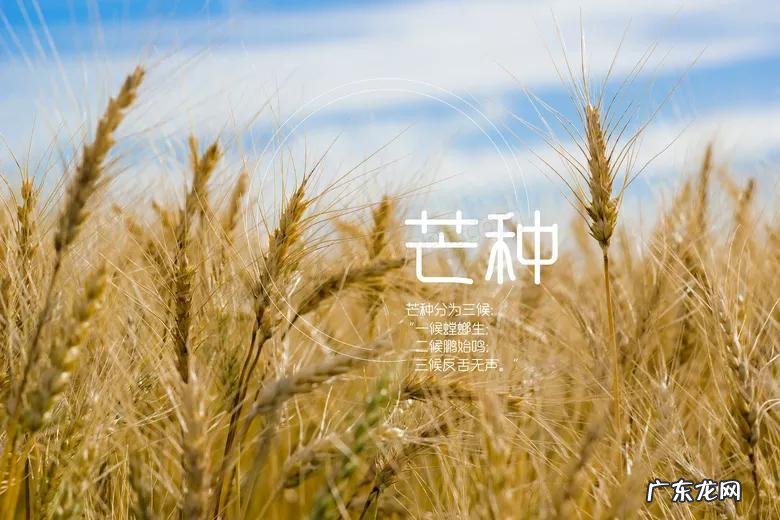 芒种又留传了哪些习俗呢 芒种是什么意思