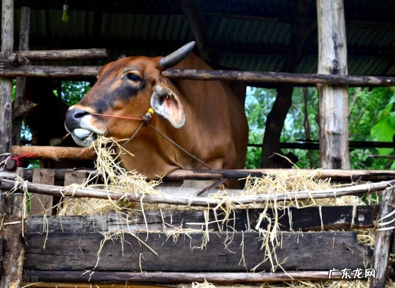 分析贵的原因 为什么特仑苏牛奶和金典牛奶卖那么贵