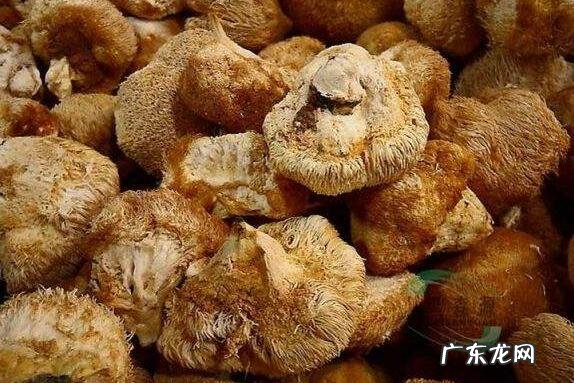 干猴头菇怎么泡发 干猴头菇一般泡多久