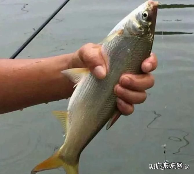 钓黄尾的最佳方法与技巧 黄尾鱼怎么钓