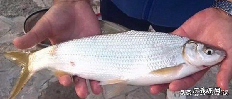 钓黄尾的最佳方法与技巧 黄尾鱼怎么钓