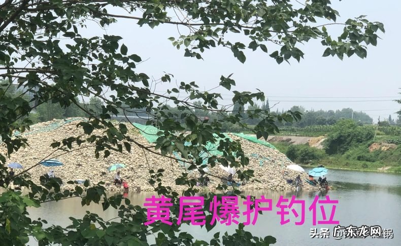 钓黄尾的最佳方法与技巧 黄尾鱼怎么钓