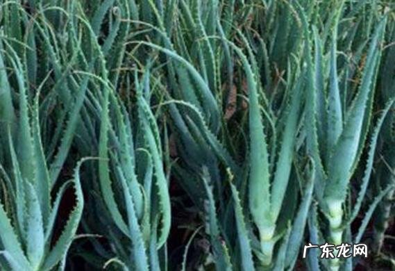 木立芦荟和龙爪的区别 木立芦荟的功效