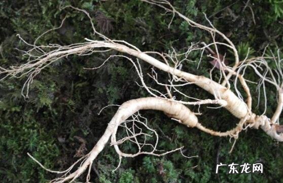 林下参的功效与作用 林下参的禁忌