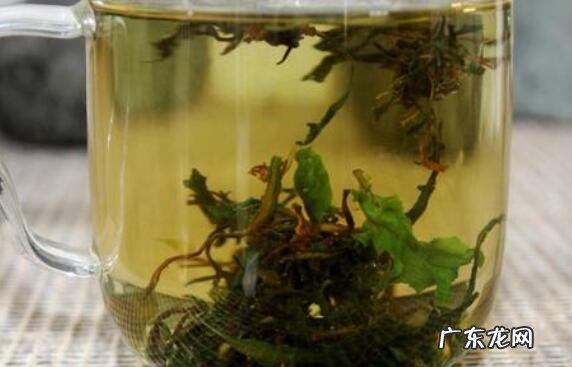 苦菜茶的功效与作用及禁忌症