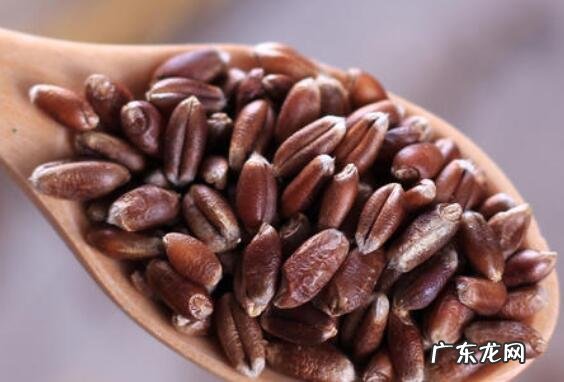 紫麦的功效与作用及禁忌