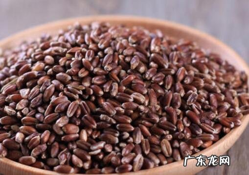紫麦的功效与作用及禁忌