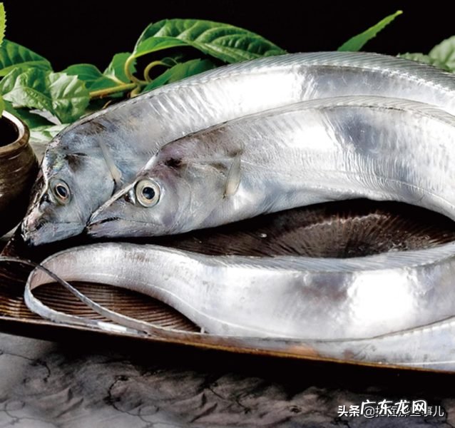 买带鱼闭坑指南 黑眼带鱼和黄眼带鱼的区别是什么