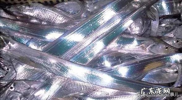 买带鱼闭坑指南 黑眼带鱼和黄眼带鱼的区别是什么