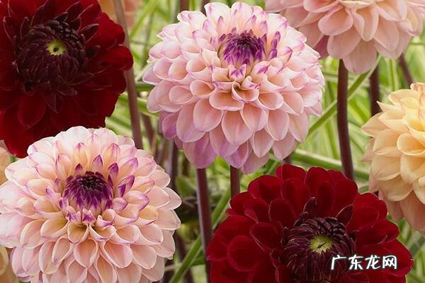 大丽花不开花是什么原因以及解决办法