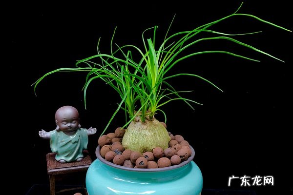 酒瓶兰烂根了怎么办根烂怎么处理能救活