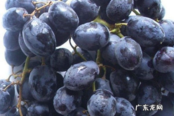 葡萄是热性还是凉性吃多了会不会上火