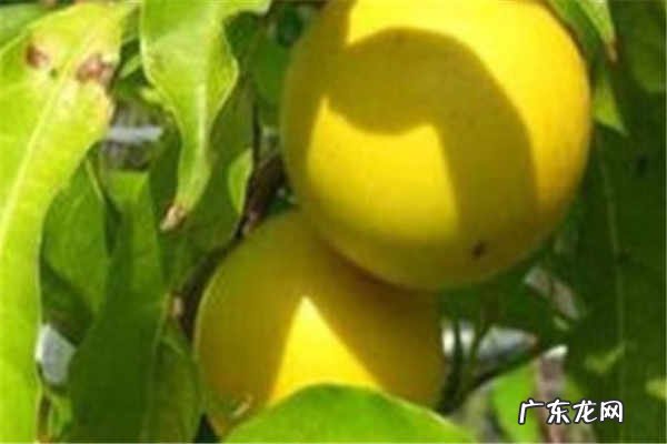 黄晶果的功效与作用有哪些