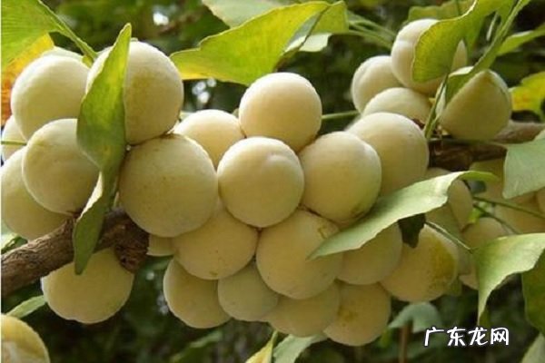 银杏果怎么吃不中毒有哪些功效