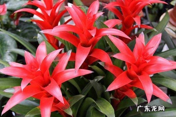 鸿运当头摆放风水禁忌放在哪里更好