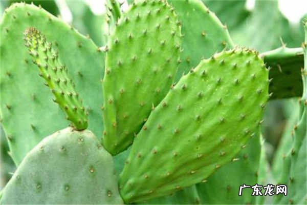 仙人掌的功效能治哪9种病