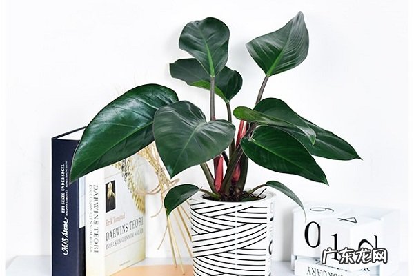 家养盆栽喜林芋的养殖方法和注意事项有哪些