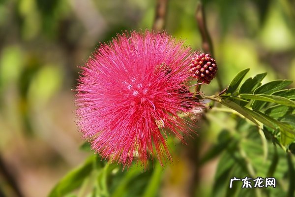 朱缨花烂根了怎么办根烂怎么处理能救活