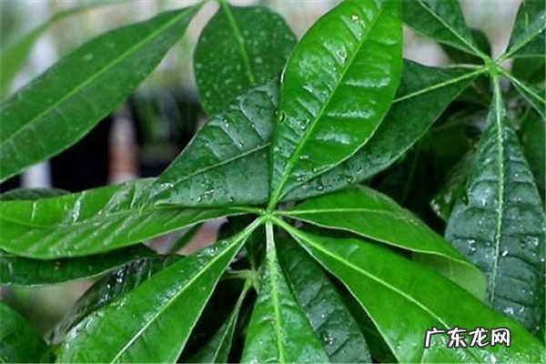 买发财树禁忌需要注意什么