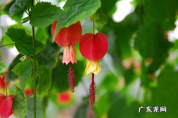 灯笼树黄叶掉落怎么办叶子发黄补救解决方法