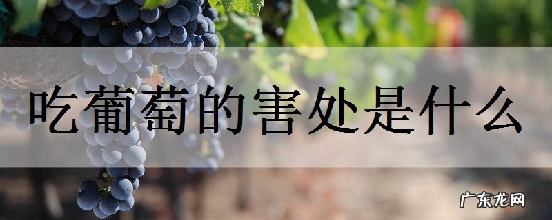 吃葡萄的害处是什么