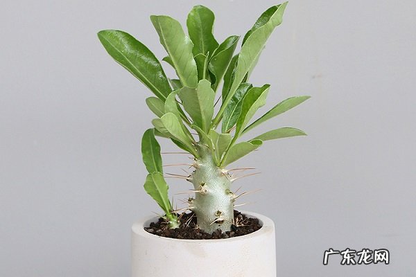 白马城黄叶掉落怎么办叶子发黄补救解决方法