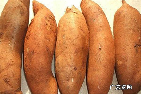 孕妇可以吃雪莲果吗有什么功效作用