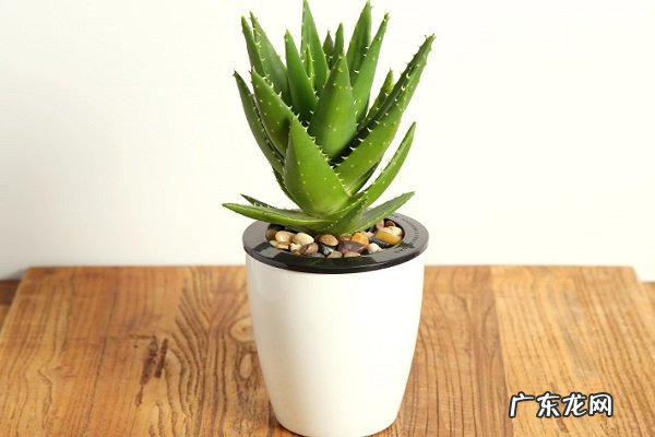 家养盆栽不夜城芦荟的养殖方法和注意事项有哪些