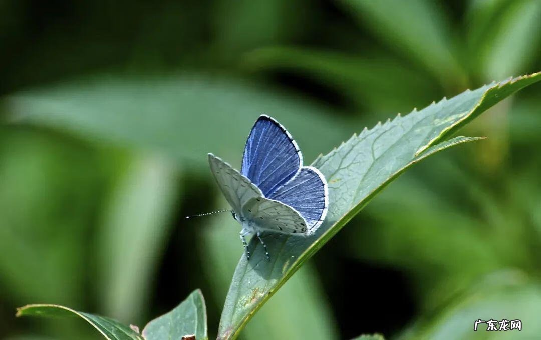 惊蛰原著小说 惊蛰传说故事
