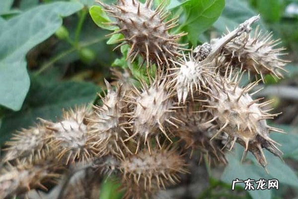 香油煎苍耳注意事项正确制作方法有哪些