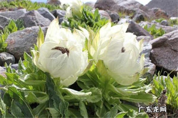 干雪莲花的禁忌有什么功效作用