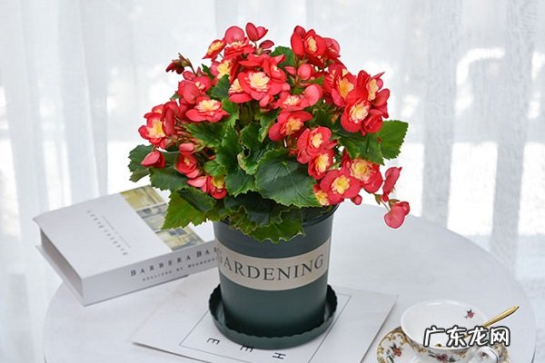 丽格海棠只长叶子不开花是什么原因及解决办法