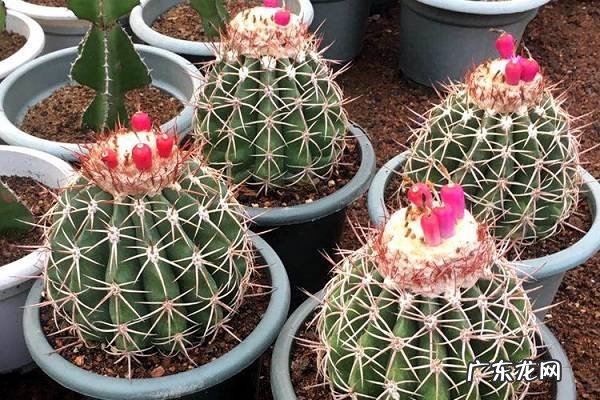 花座球烂根了怎么办根烂怎么处理能救活