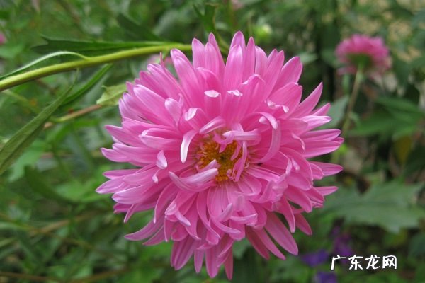 家养盆栽翠菊的养殖方法和注意事项有哪些