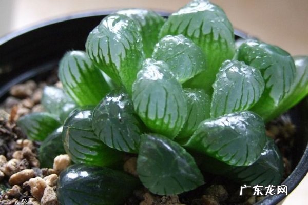 家养盆栽冰灯玉露的养殖方法和注意事项有哪些