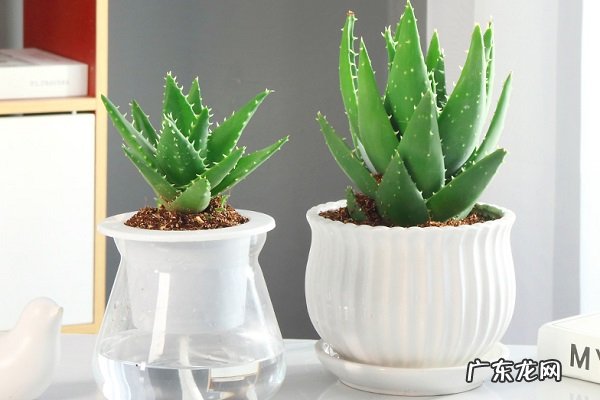 芦荟烂根了怎么办根烂怎么处理能救活