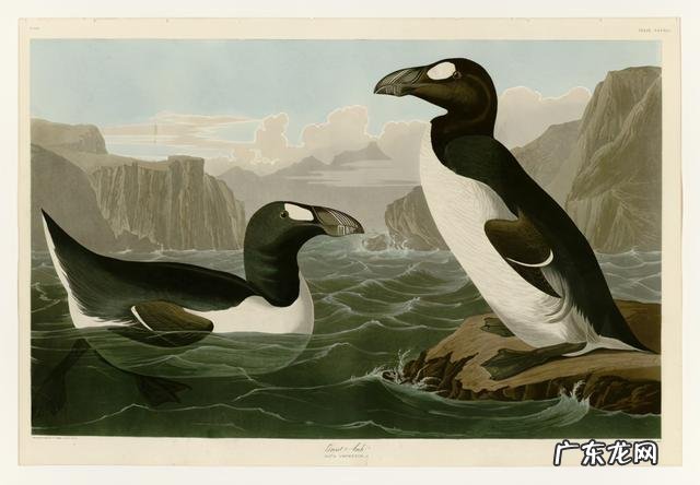 把企鹅运到北极它们能生存吗 企鹅生活在哪个极