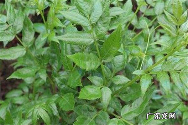 莓茶什么人不适合喝禁忌人群有哪些