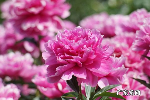 芍药黄叶掉落怎么办叶子发黄补救解决方法