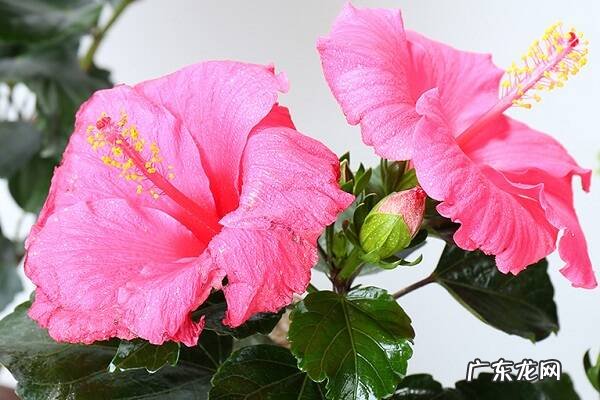 家养盆栽扶桑的养殖方法和注意事项有哪些