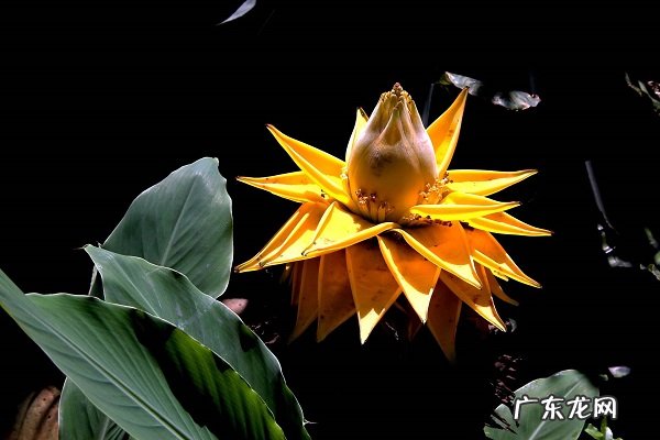 地涌金莲烂根了怎么办根烂怎么处理能救活