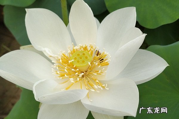 白雪公主黄叶掉落怎么办叶子发黄补救解决方法