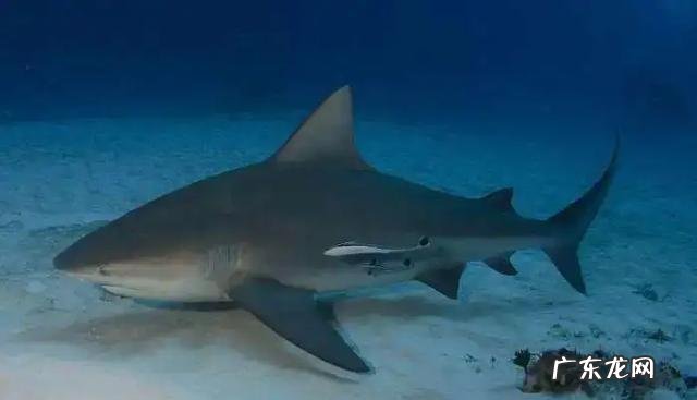 亚马逊雨林有哪些危险 为什么亚马逊雨林是人类的禁区