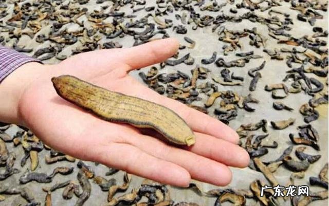 蚂蟥进入人体能存活吗 水蛭是什么