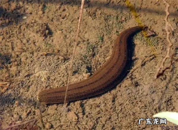 蚂蟥进入人体能存活吗 水蛭是什么