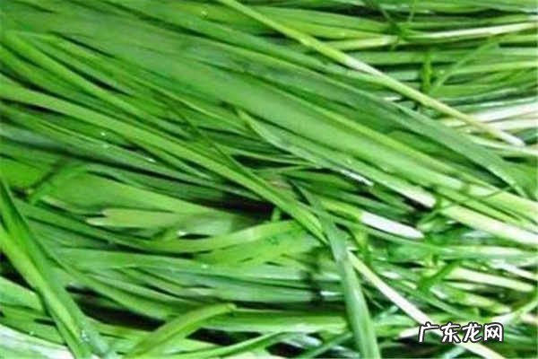 韭菜不能和什么一起吃可以壮阳吗