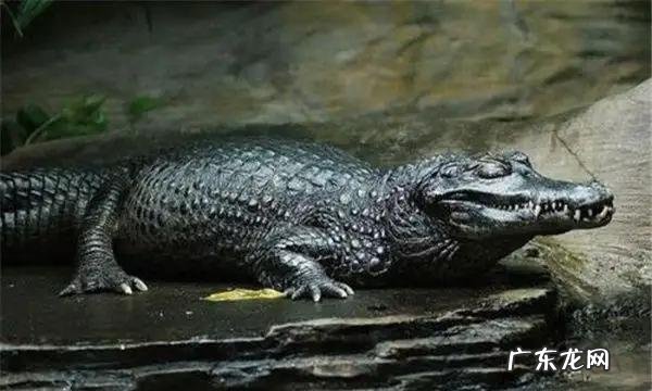 亚马逊丛林里有哪些可怕的动物 亚马逊河里到底有多可怕